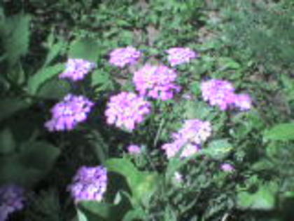 DSC00052 - 14 flori de iunie 2012