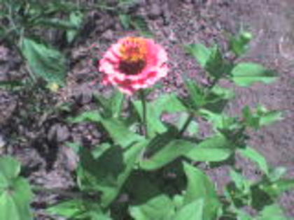 DSC00060 - 14 flori de iunie 2012