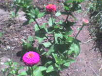 DSC00063 - 14 flori de iunie 2012