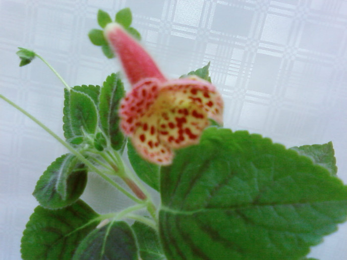 Kohleria Ingrid - Kohleria