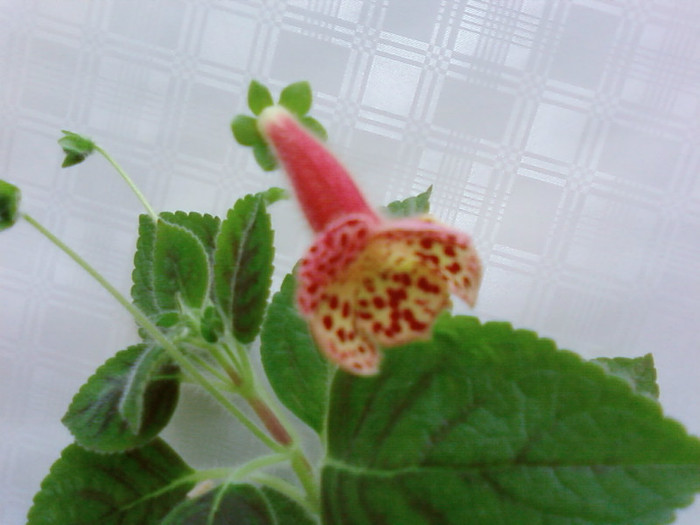 Kohleria Ingrid - Kohleria