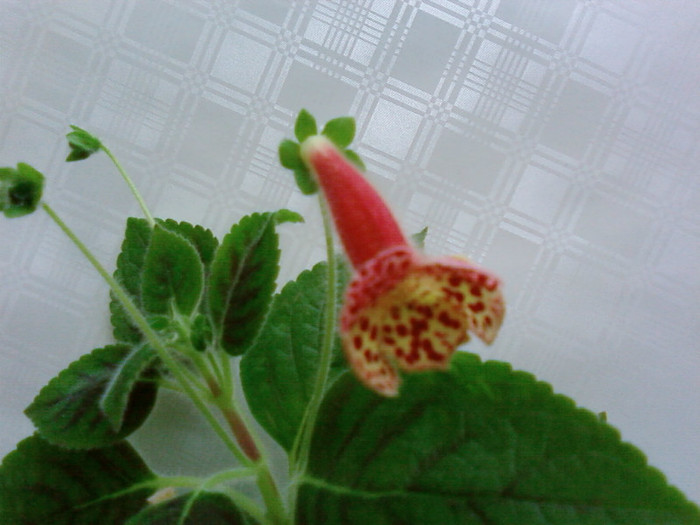 Kohleria Ingrid - Kohleria