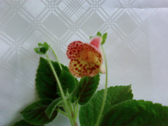 Kohleria Ingrid - Kohleria