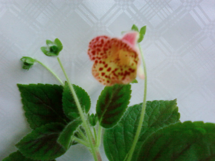 Kohleria Ingrid - Kohleria