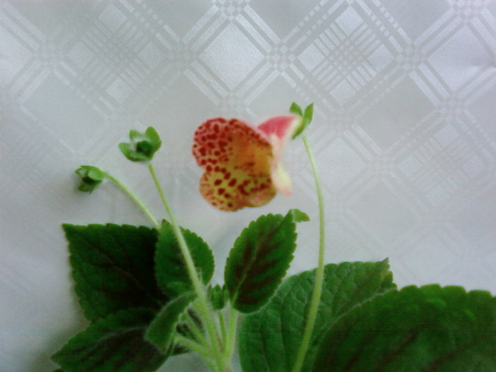 Kohleria Ingrid - Kohleria