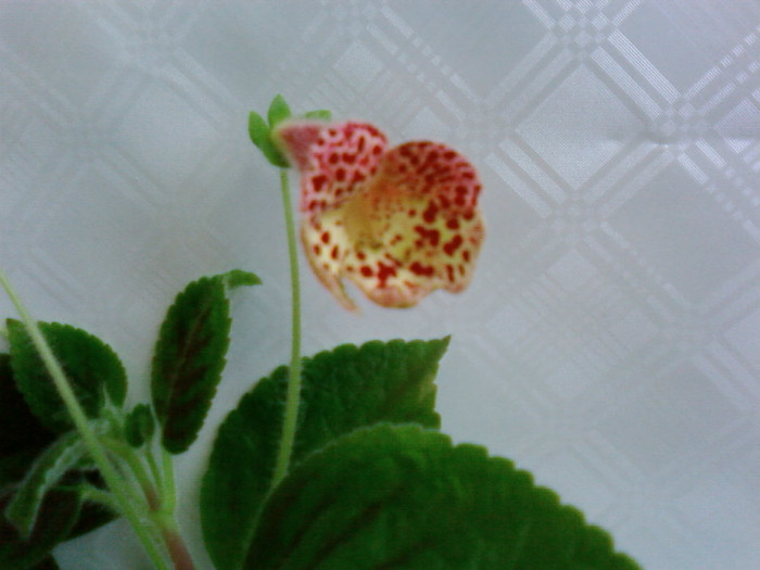 Kohleria Ingrid - Kohleria