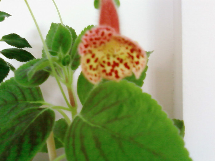 Kohleria Ingrid - Kohleria