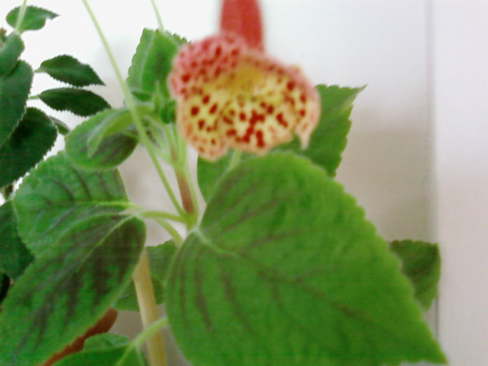 Kohleria Ingrid - Kohleria