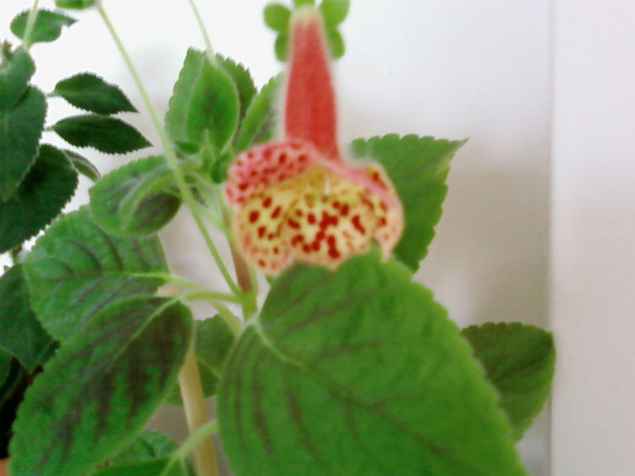 Kohleria Ingrid - Kohleria