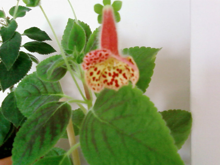 Kohleria Ingrid - Kohleria