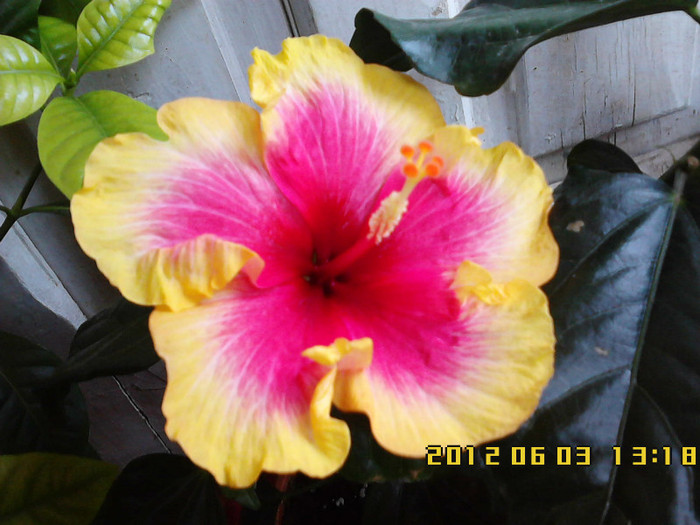 IMG00532 - hibiscus