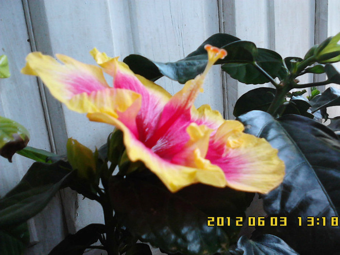 IMG00533 - hibiscus