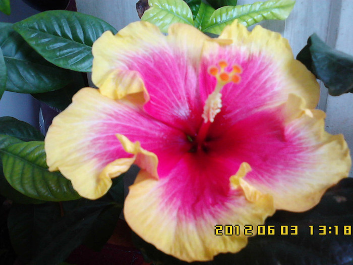 IMG00534 - hibiscus