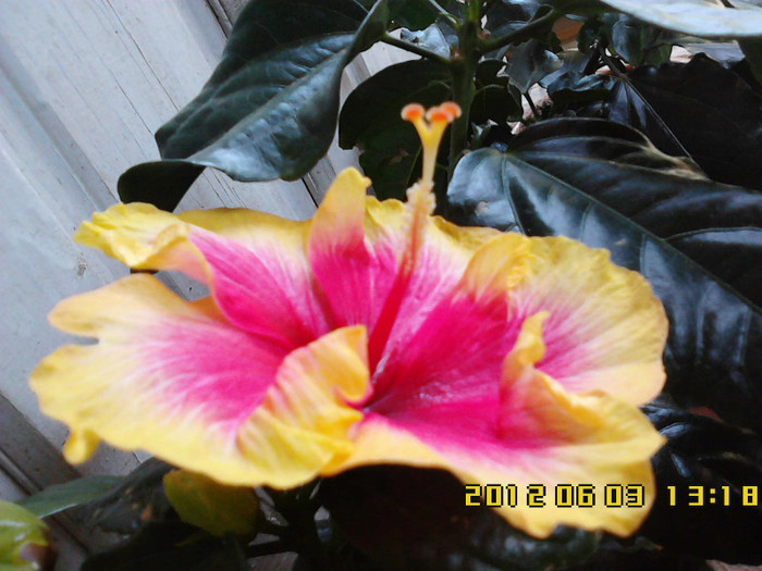 IMG00535 - hibiscus