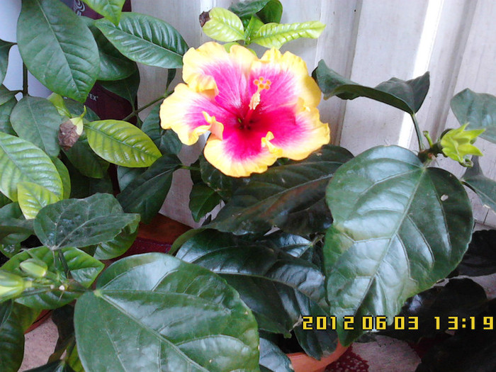 IMG00537 - hibiscus