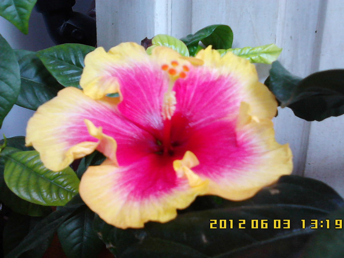a 2-a floare - hibiscus