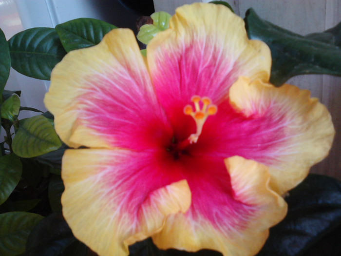 a 3-a - hibiscus