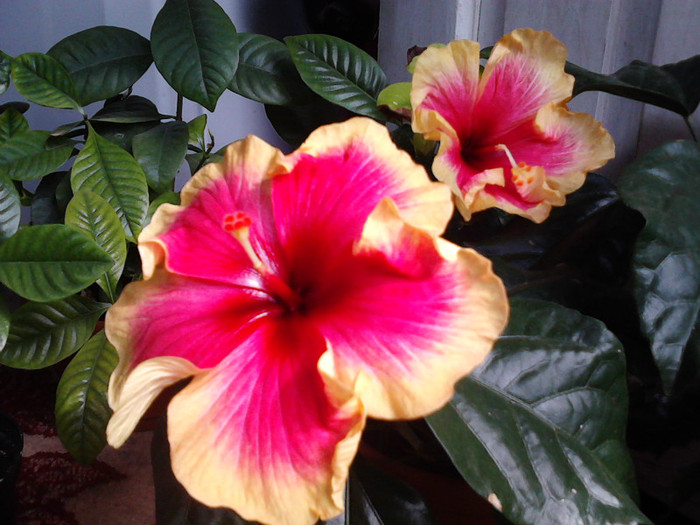 IMG00662 - hibiscus