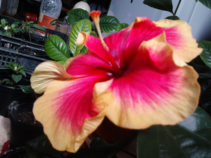 IMG00663 - hibiscus