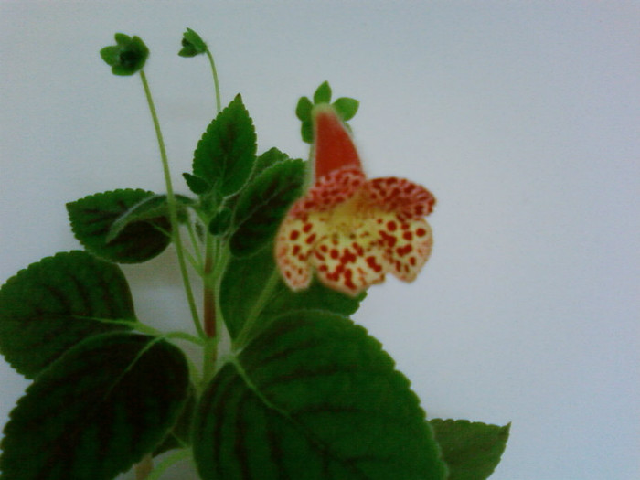 Kohleria Ingrid - Kohleria