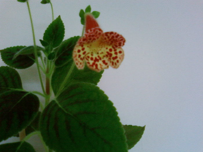 Kohleria Ingrid - Kohleria