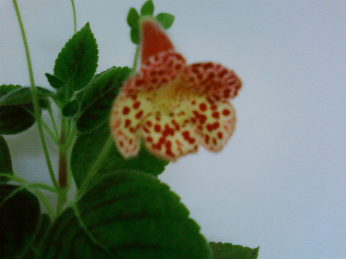 Kohleria Ingrid - Kohleria