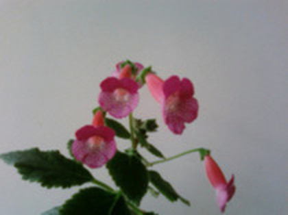 Kohleria Shunshine - Kohleria