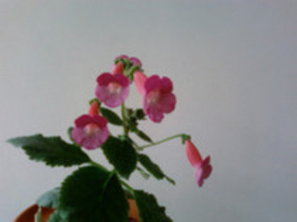 Kohleria Shunshine - Kohleria