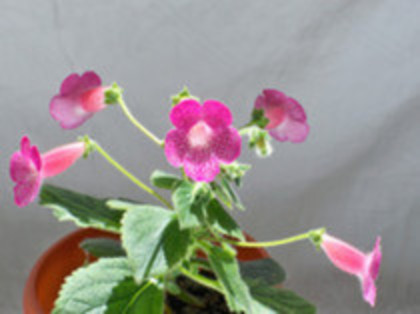 Kohleria Shunshine - Kohleria