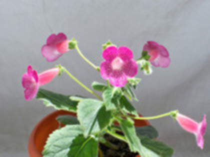 Kohleria Shunshine - Kohleria