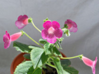 Kohleria Shunshine - Kohleria