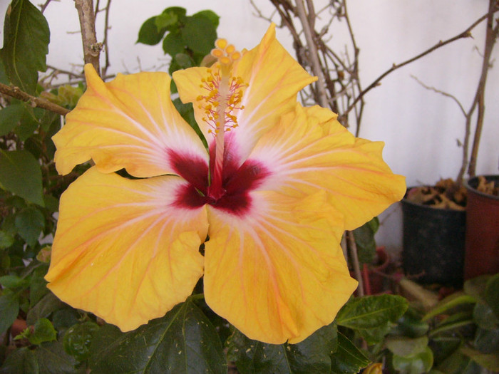 Yellow Holidays