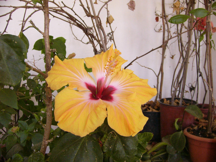 Yellow Holidays