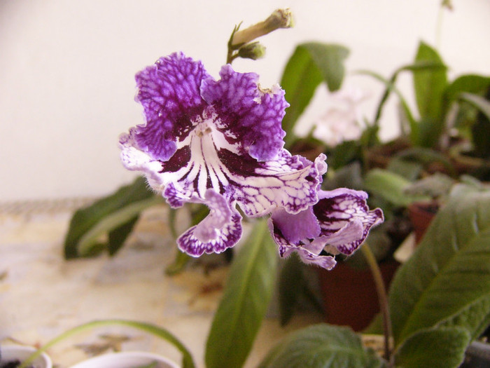 CF Giselle - Streptocarpus