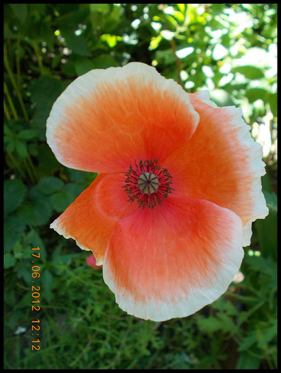 DSCN4643 - anotimpuri inflorite 2012