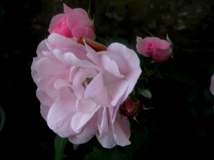 PICT5577 - Trandafiri