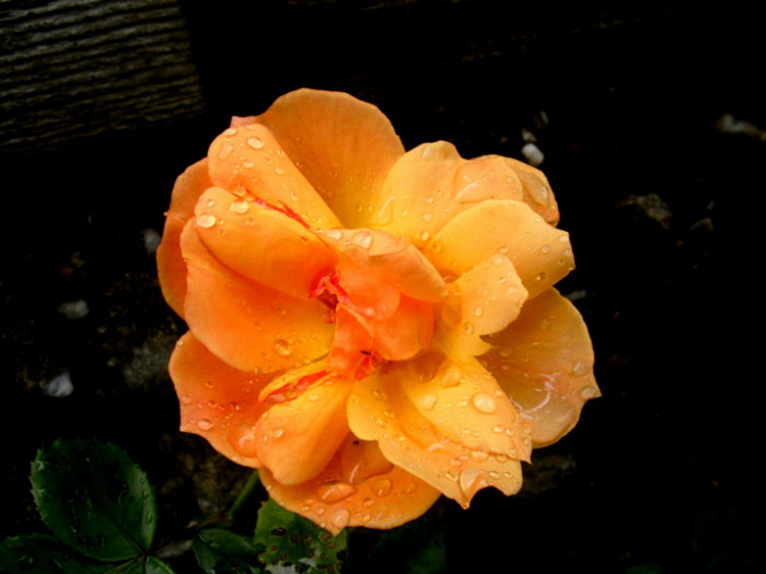 PICT4528 - Trandafiri