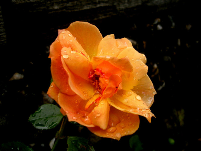 PICT4529 - Trandafiri