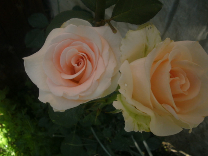 PICT5584 - Trandafiri