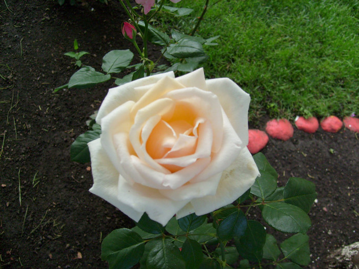 S7302467 - Florile din gradina casei-2012-2013
