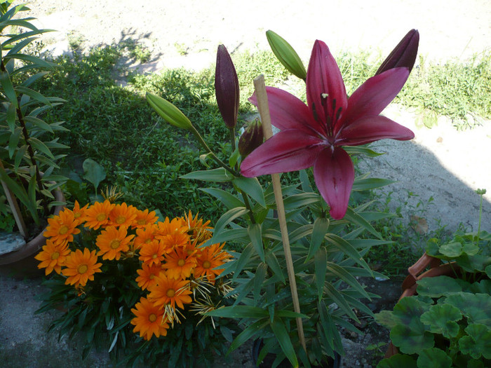 P1020168 - crinii iunie 2012