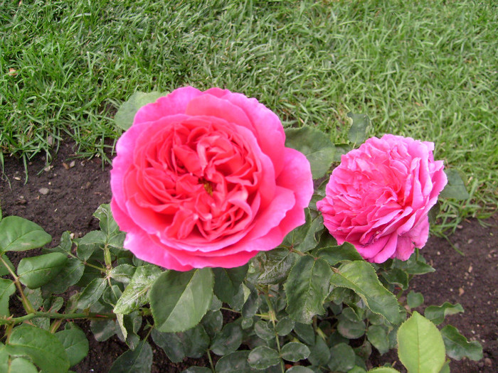 trandafir englezesc Auslot - Florile din gradina casei-2012-2013