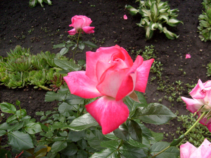 S7302477 - Florile din gradina casei-2012-2013