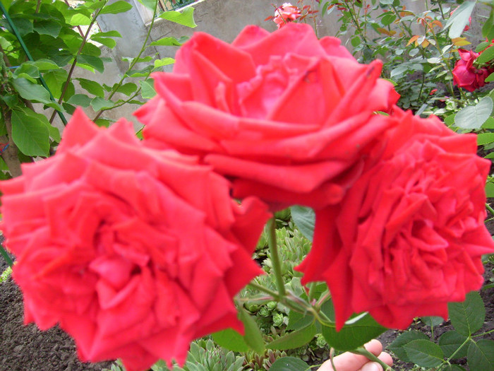 S7302484 - Florile din gradina casei-2012-2013
