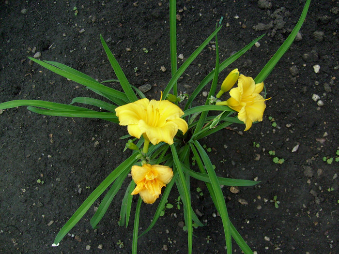 Hemerocalis Stela D'oro