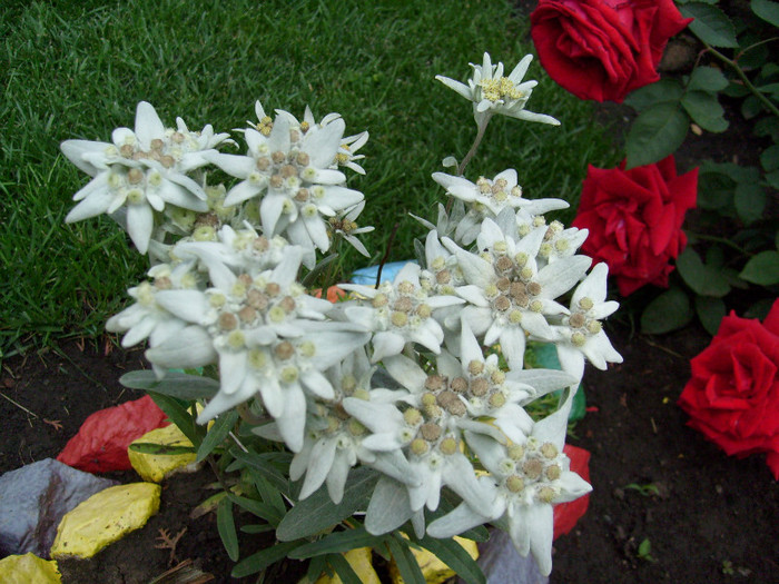 Floare de colt (Leontopodium alpinum); un vis...
