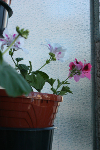 IMG_4839 - Florile mele