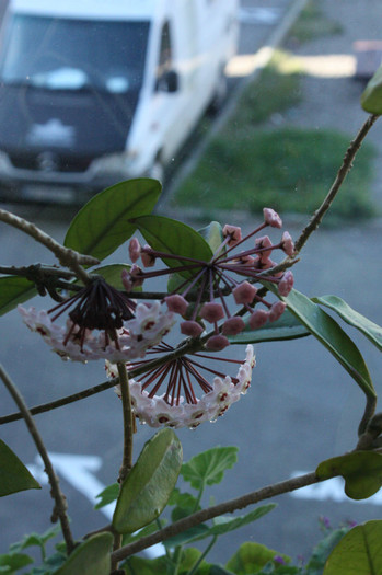 IMG_4840; Hoya
