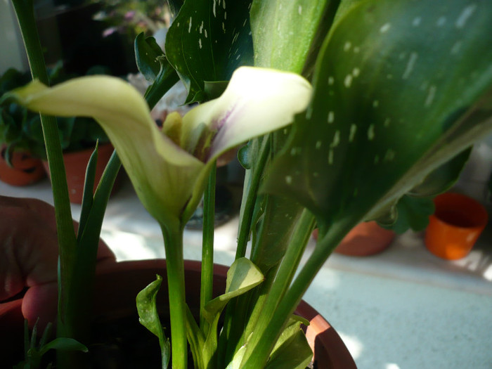P1020145 - Florile in iunie2012