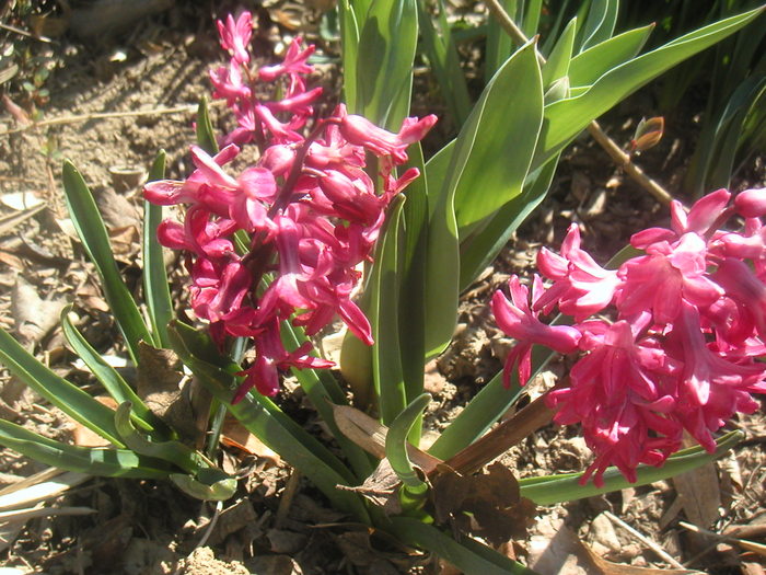 004 - 2 -gradina mea de vis